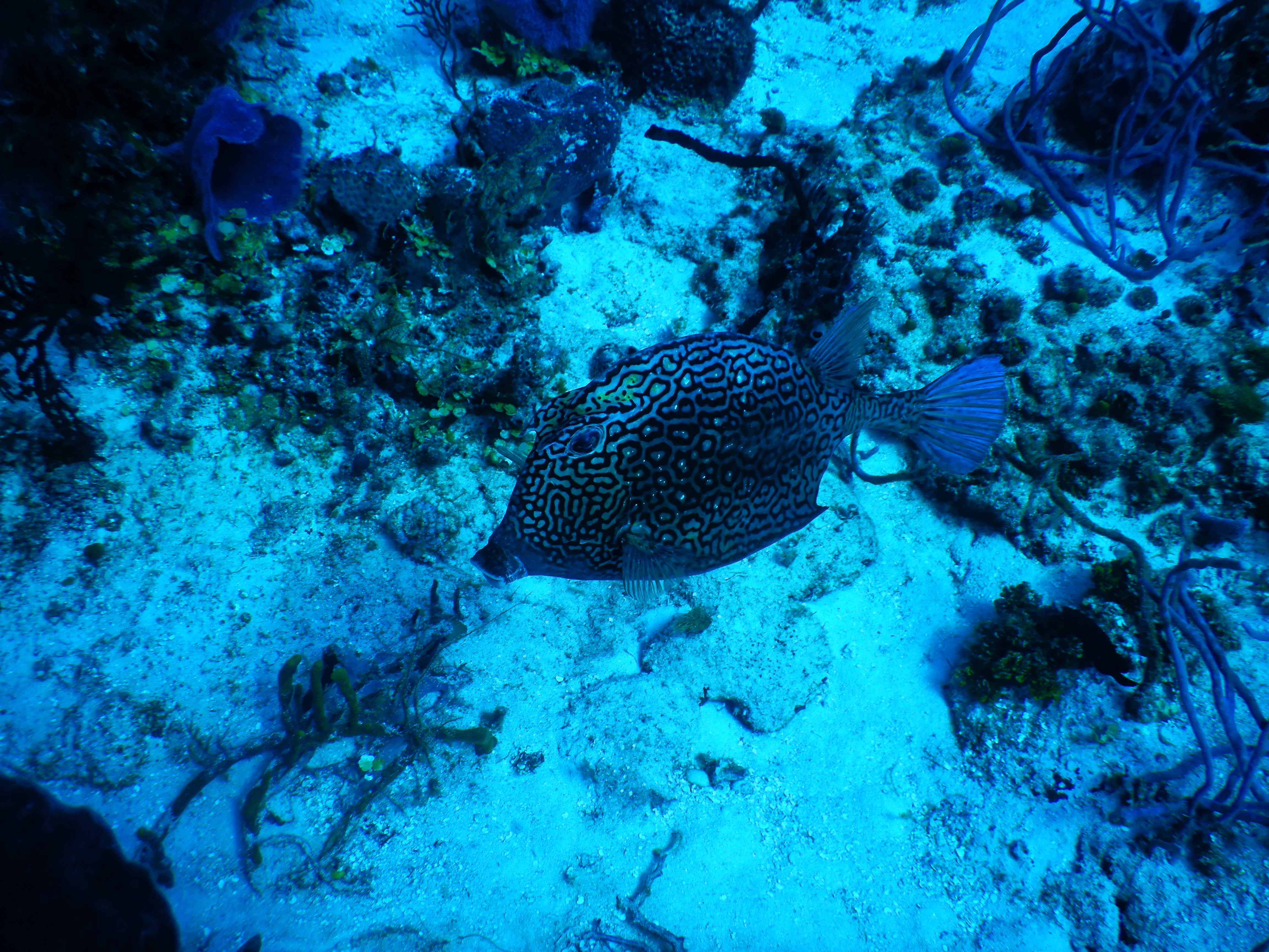 Dive Photo 7